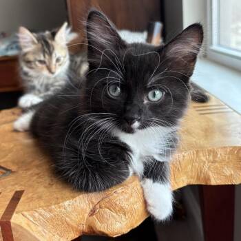 Lancelot -  Domestic Long Hair Cat for Adoption in Chattanooga, Tennessee - Lancelot | PetCurious