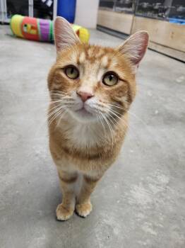 Rescue Domestic Short Hair Cats for Adoption in Chilton, Wisconsin - Pumpkin Seed | PetCurious