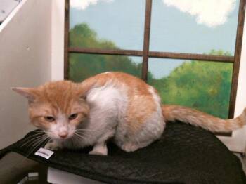 Domestic Short Hair Cats Available for Adoption in Houston, Texas - A2069688 | PetCurious