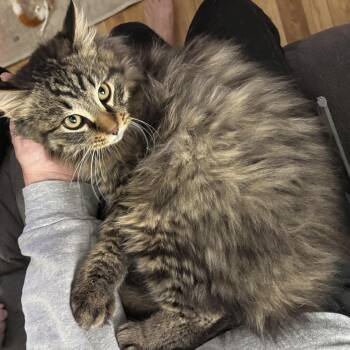 Maine Coon Cats Available for Adoption - Chonkers | PetCurious