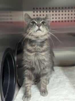 Athena -  Domestic Medium Hair Cat Available for Adoption in Denver, Colorado - Athena | PetCurious