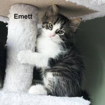 Emett 0726 JL -  Domestic Medium Hair Cat for Adoption - Emett 0726 JL | PetCurious