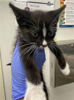 Domestic Short Hair Cats Available for Adoption in Ontario, California - FIFI - IN FOSTER | PetCurious