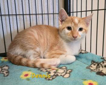 Dennis -  Domestic Short Hair Cat for Adoption in Cedar Rapids, Iowa - Dennis | PetCurious