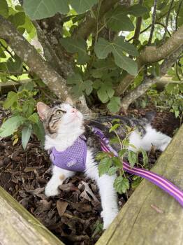 Domestic Short Hair Cats Available for Adoption in Houston, Texas - Cheese | PetCurious