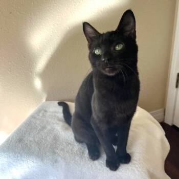 Rescue Domestic Short Hair Cats for Adoption in Coos Bay, Oregon - Brickle | PetCurious