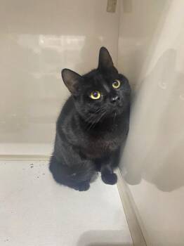 Domestic Short Hair Cats Available for Adoption in Corpus Christi, Texas - Axel | PetCurious