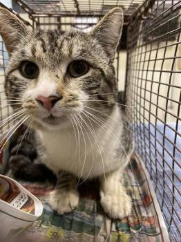 Domestic Short Hair Cats Available for Adoption in Modesto, California - A608793 | PetCurious