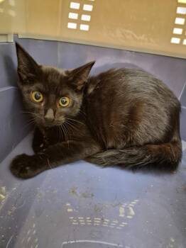 ZIPPY -  Domestic Short Hair Cat for Adoption in Crossville, Tennessee - ZIPPY | PetCurious