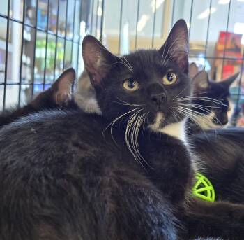 Devens -  Domestic Short Hair Cat for Adoption in Rossville, Maryland - Devens | PetCurious