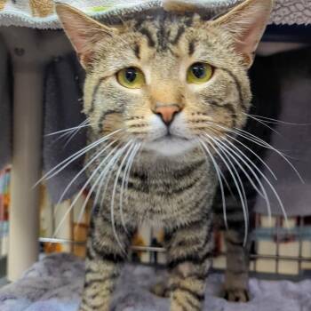 Domestic Short Hair Cats Available for Adoption - Bart  | PetCurious