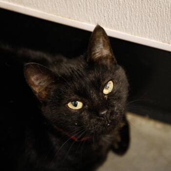 Domestic Short Hair Cats Available for Adoption in Clearwater, Florida - Sushie | PetCurious