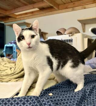 Domestic Short Hair Cats Available for Adoption - Toonces | PetCurious