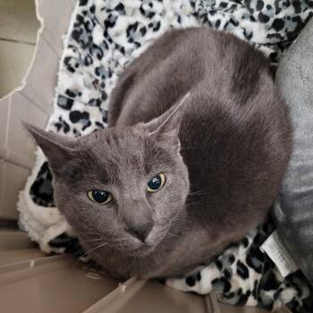 Domestic Short Hair Cats Available for Adoption - Ash | PetCurious