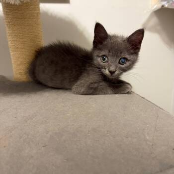 Lark -  Domestic Short Hair and Russian Blue Cat for Adoption in Mastic, New York - Lark | PetCurious