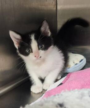 Mars -  Domestic Short Hair Cat for Adoption in Great Bend, Kansas - Mars | PetCurious