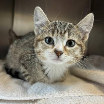 Stormy -  Domestic Short Hair Cat for Adoption in Council Bluffs, Iowa - Stormy | PetCurious