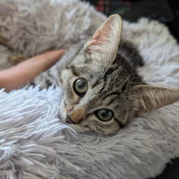 Pip -  Domestic Short Hair Cat for Adoption in Escondido, California - Pip | PetCurious