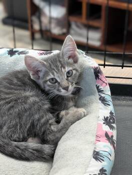 Lee -  Domestic Short Hair Cat for Adoption in Tilton, Illinois - Lee | PetCurious