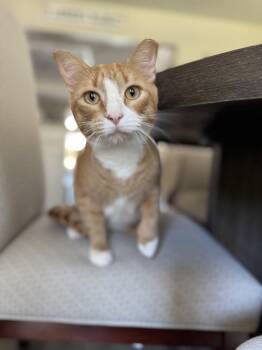Rescue Domestic Short Hair Cats for Adoption in North Richland Hills, Texas - Fire | PetCurious
