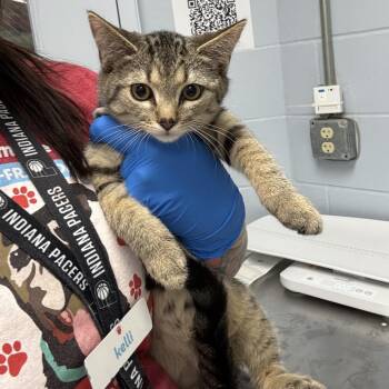 Casey -  Domestic Short Hair Cat for Adoption in Indianapolis, Indiana - Casey | PetCurious