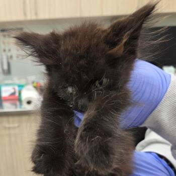 Pencil -  Domestic Medium Hair Cat for Adoption in Chattanooga, Tennessee - Pencil | PetCurious
