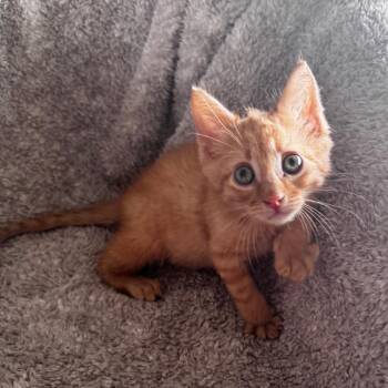 Simon -  Domestic Short Hair Cat for Adoption in Wichita, Kansas - Simon | PetCurious