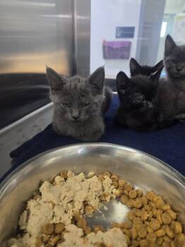 Rescue Domestic Short Hair Cats for Adoption in Fort Worth, Texas - 59801003 | PetCurious