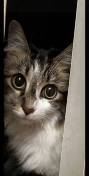 Rescue Domestic Medium Hair Cats for Adoption in Los Angeles, California - Darla | PetCurious