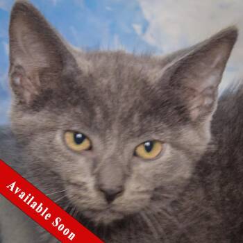 Firecracker -  Russian Blue and Domestic Short Hair Cat for Adoption in Huntley, Illinois - Firecracker | PetCurious