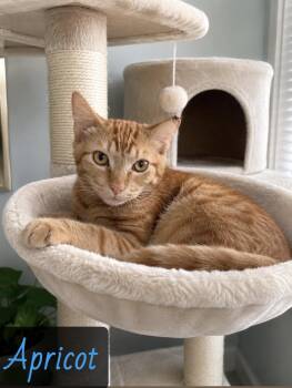 Apricot -  Domestic Short Hair Cat for Adoption in Englewood, Florida - Apricot | PetCurious