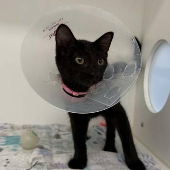 Debra -  Domestic Short Hair Cat for Adoption in Beaumont, Texas - Debra | PetCurious