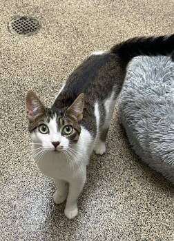 Domestic Short Hair Cats Available for Adoption in Fort Payne, Alabama - Traeger | PetCurious