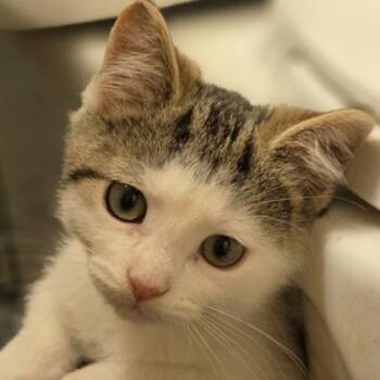 Ted -  Domestic Short Hair Cat for Adoption in Verona, Wisconsin - Ted | PetCurious