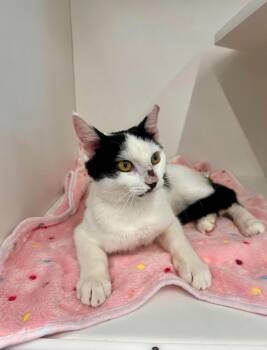 Reezo -  Domestic Short Hair Cat Available for Adoption in Nashville, Tennessee - Reezo | PetCurious
