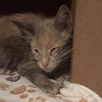 Narnia -  Domestic Short Hair Cat for Adoption in Kanab, Utah - Narnia | PetCurious