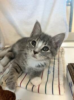 Domestic Short Hair Cats Available for Adoption in Manassas, Virginia - Jasmine (ID 51466) | PetCurious