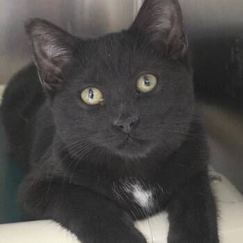 Domestic Short Hair Cats Available for Adoption - Crown | PetCurious