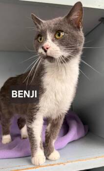 Domestic Short Hair Cats Available for Adoption in Windom, Minnesota - Benji | PetCurious