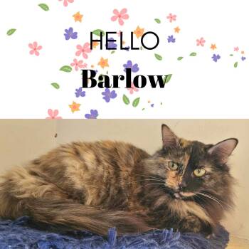 Domestic Long Hair Cats Available for Adoption in Holbrook, New York - BARLOW | PetCurious