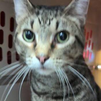 Domestic Short Hair and Mixed Breed Cats Available for Adoption in Jeffersonville, Indiana - Judah | PetCurious