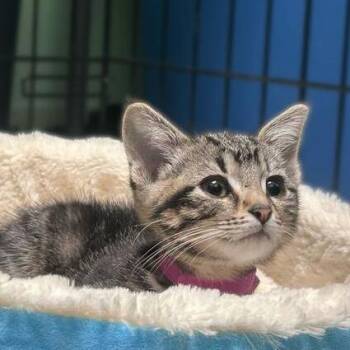 Domestic Short Hair Cats Available for Adoption in Davenport, Iowa - Princess Mario | PetCurious