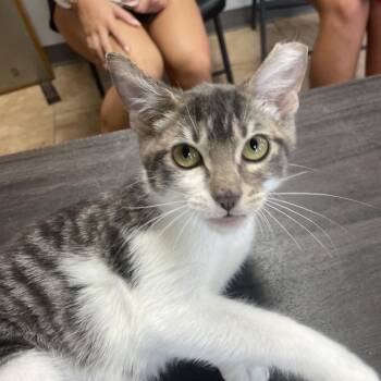 Judy -  Domestic Short Hair Cat for Adoption in Tuscaloosa, Alabama - Judy | PetCurious
