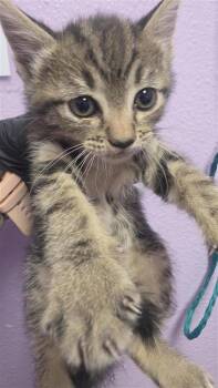 Domestic Short Hair Cats Available for Adoption in El Paso, Texas - Kit 4 | PetCurious
