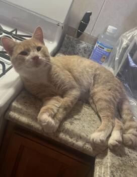Galan (foster needed) -  Domestic Short Hair and Tabby Cat for Adoption in New York, New York - Galan (foster Needed) | PetCurious