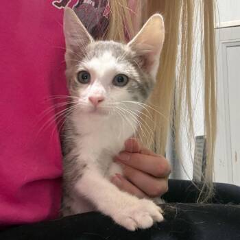 Bear -  Domestic Short Hair Cat for Adoption in Wappingers Falls, New York - Bear | PetCurious