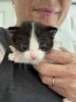 Holstein -  Domestic Short Hair Cat for Adoption in Denver, Colorado - Holstein | PetCurious