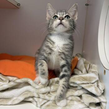 Lava -  Domestic Short Hair Cat for Adoption in Oakland, California - Lava | PetCurious