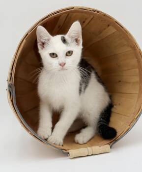 Turkish Van Cats Available for Adoption - Pongo Is Positively Kitten Purrfection!    | PetCurious
