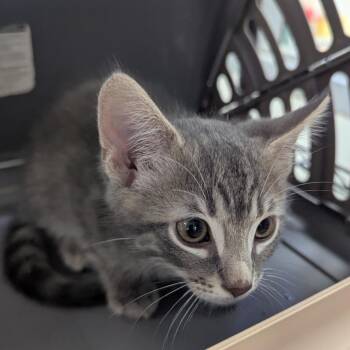 Pace Car -  Domestic Short Hair Cat for Adoption in Indianapolis, Indiana - Pace Car | PetCurious